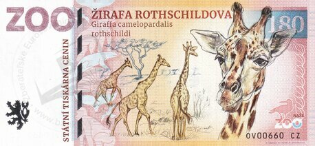 180 ZOO OSTRAVAŽirafa Rothschildova2023